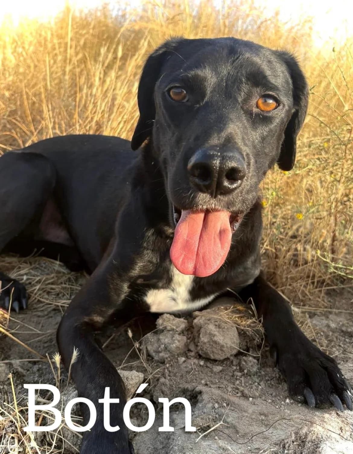 BOTÓN, male 5yo Labrador Retriever for adoption at DogHorseCity, Toledo