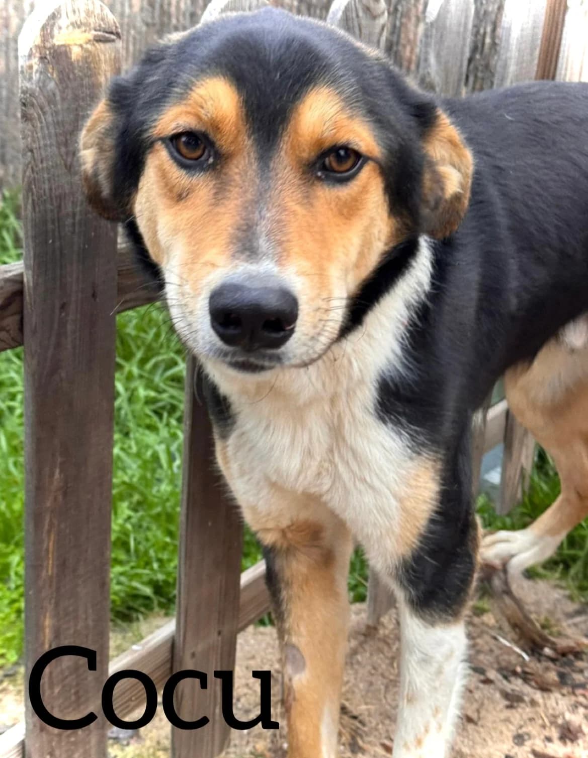 COCU, male young Mixed Breed for adoption at DogHorseCity, Toledo