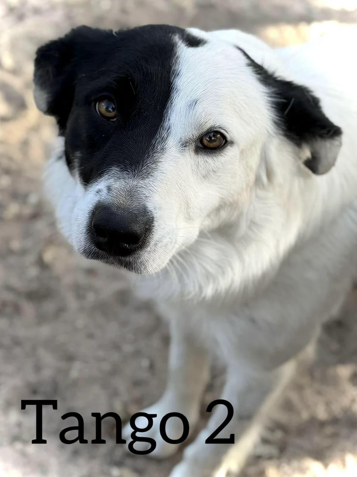 TANGO 2, male young Border Collie for adoption at DogHorseCity, Toledo