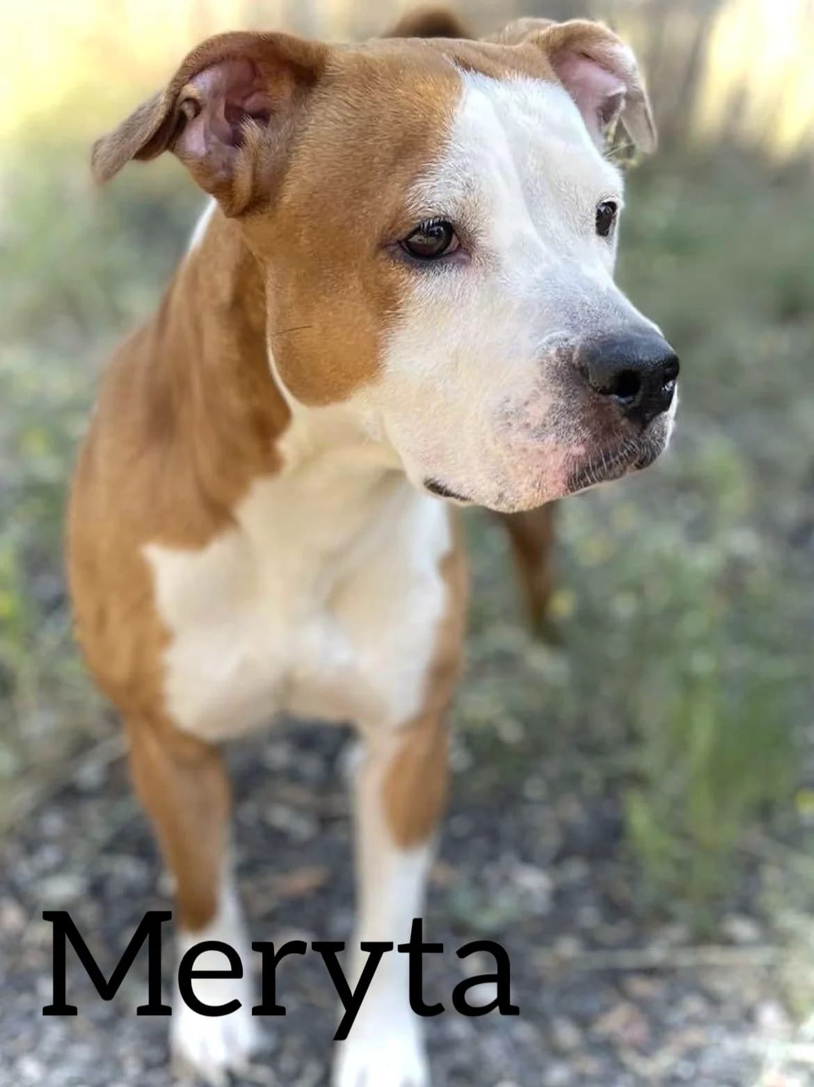 MERYTA, female 4yo mixed breed for adoption at DogHorseCity, Toledo