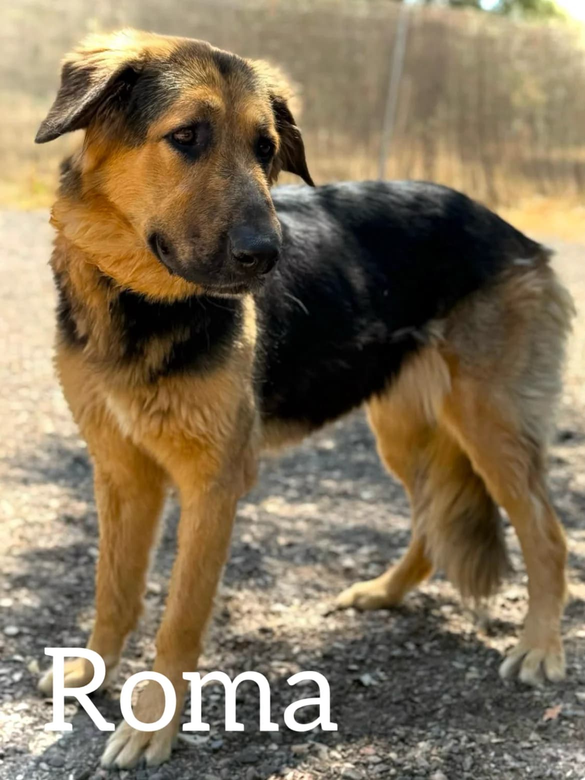 ROMA, female young German Shepherd for adoption at DogHorseCity, Toledo