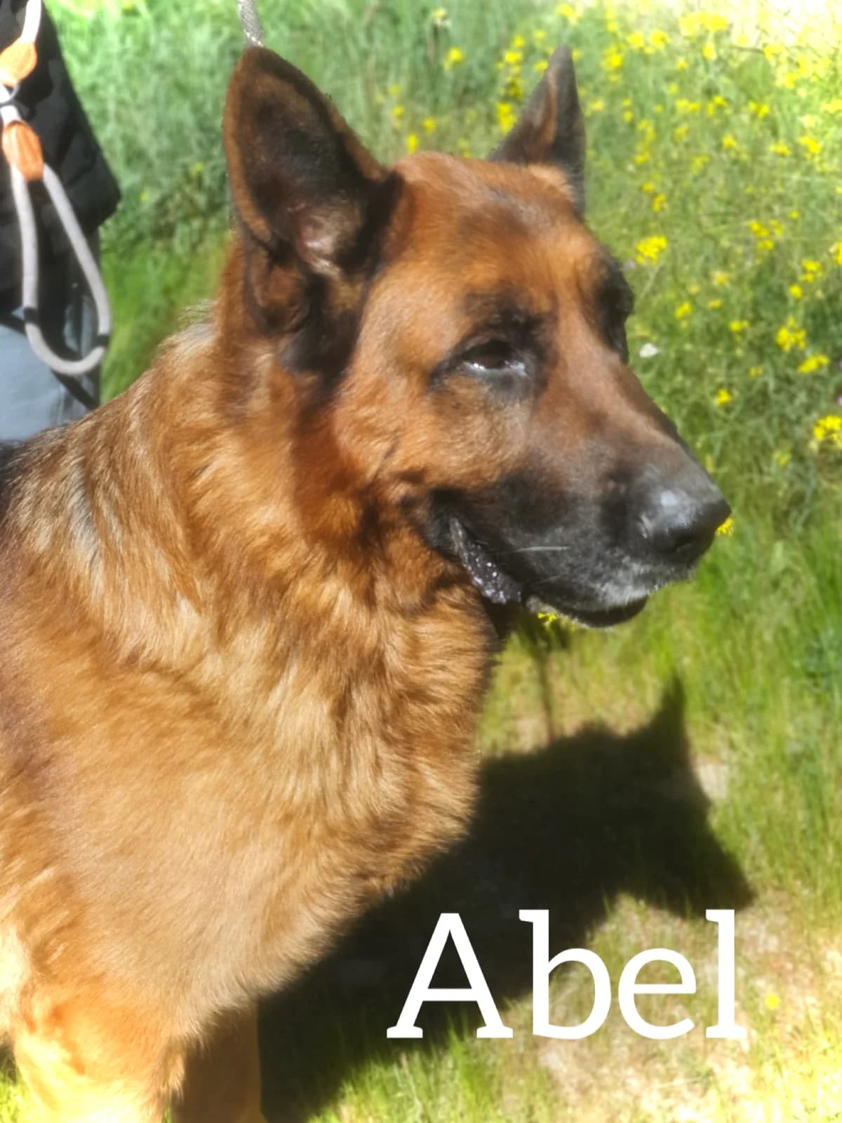 ABEL, male 7yo German Shepherd for adoption at DogHorseCity, Toledo