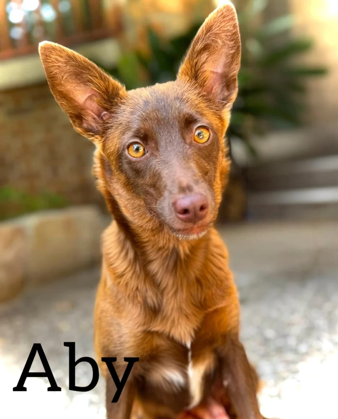 ABY, female Podenco for adoption at DogHorseCity, Toledo