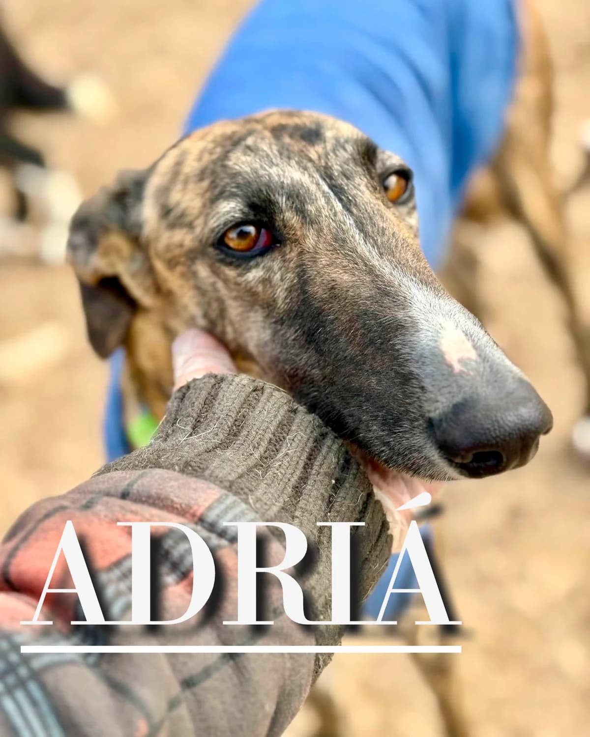 ADRIÁ,  3yo Galgo Español for adoption at DogHorseCity, Toledo