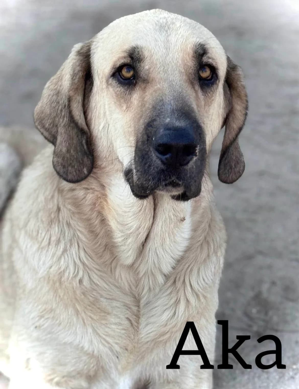 AKA, male 5yo Spanish Mastiff for adoption at DogHorseCity, Toledo