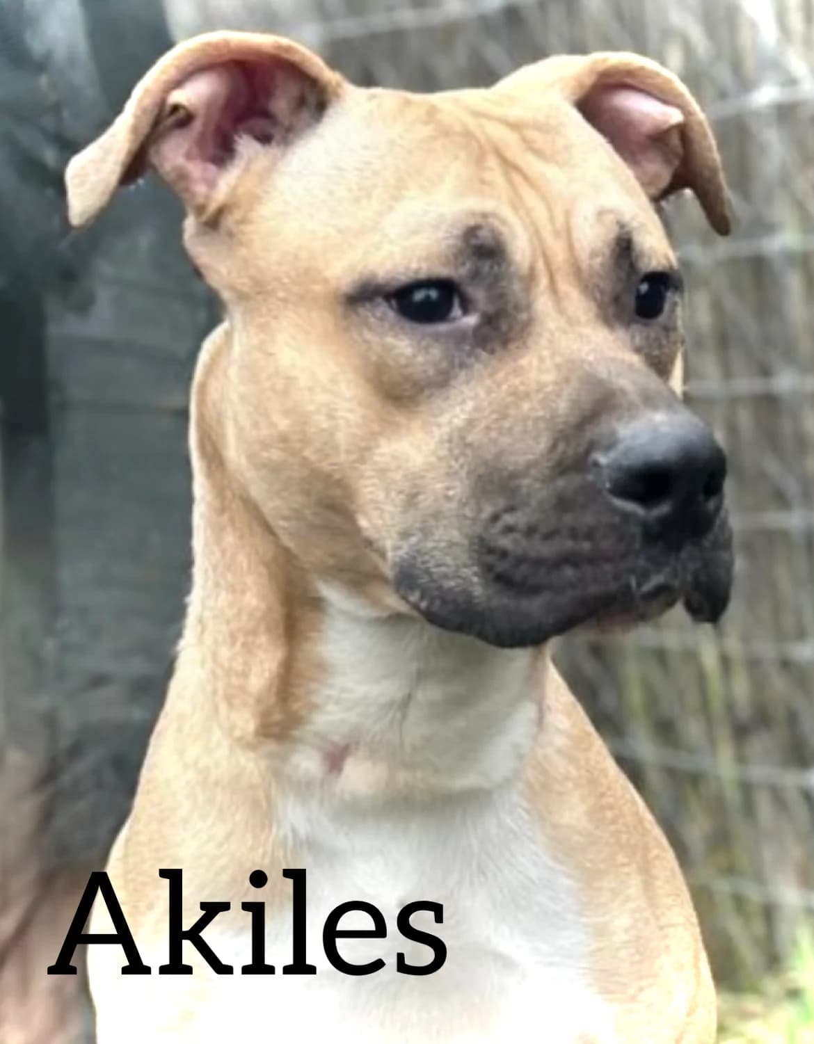 AKILES, male young American Staffordshire Terrier for adoption at DogHorseCity, Toledo