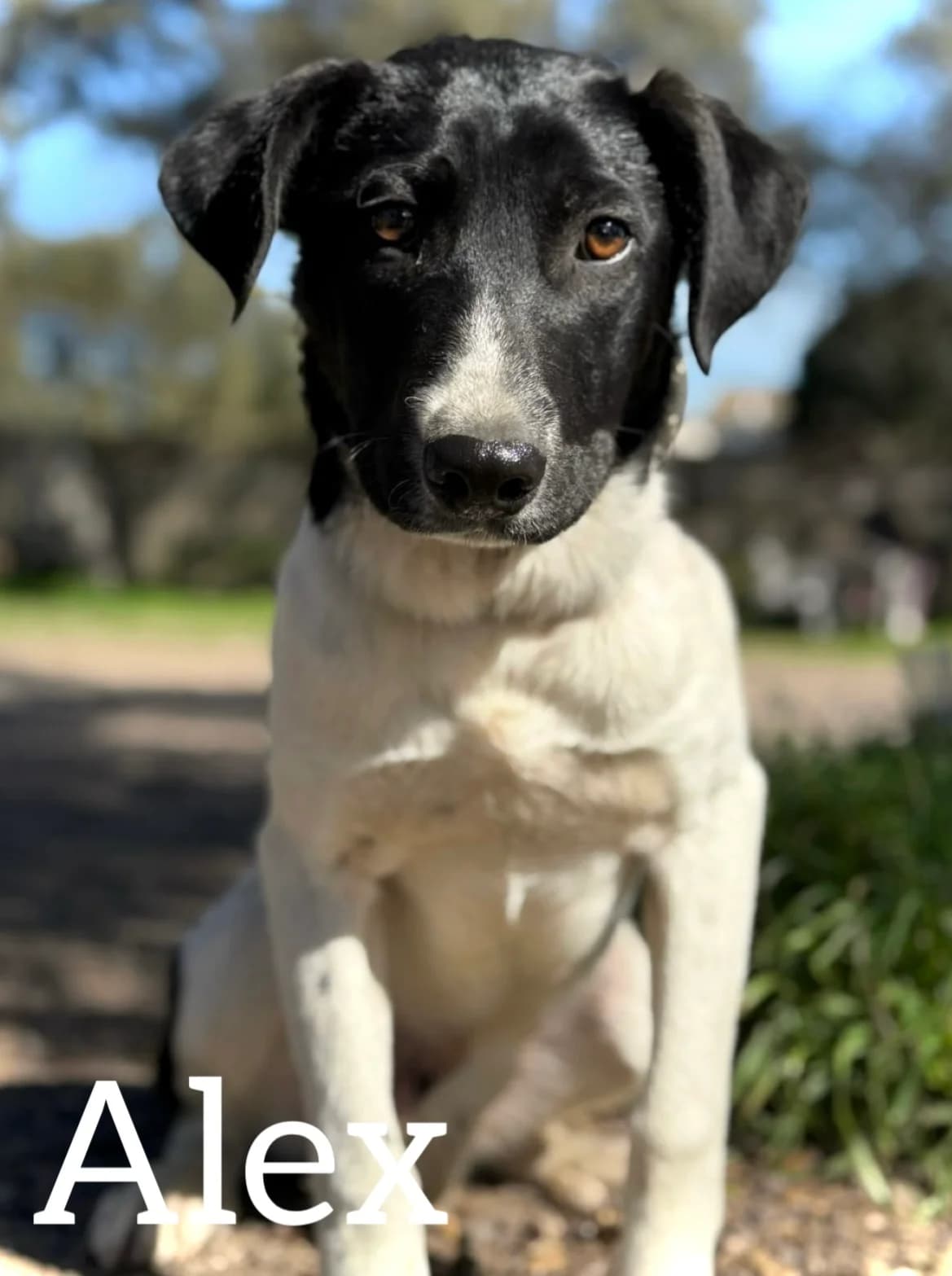 ALEX, male puppy Mixed Breed for adoption at DogHorseCity, Toledo