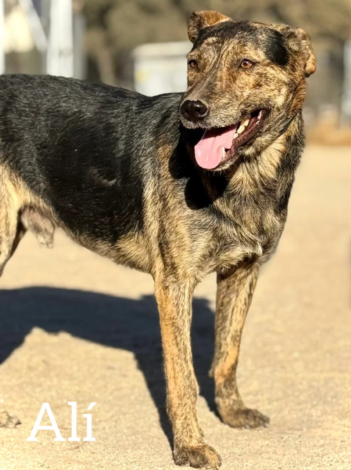 ALÍ, male 3yo Mixed Breed for adoption at DogHorseCity, Toledo