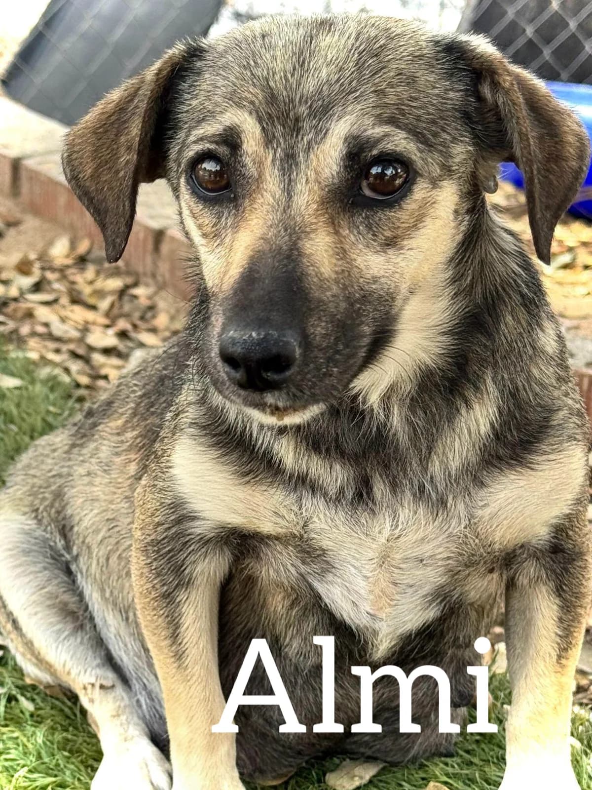 ALMI, female 3yo Dachshund for adoption at DogHorseCity, Toledo