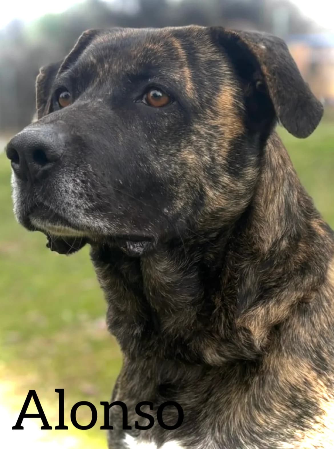 ALONSO, male 3yo mixed breed for adoption at DogHorseCity, Toledo
