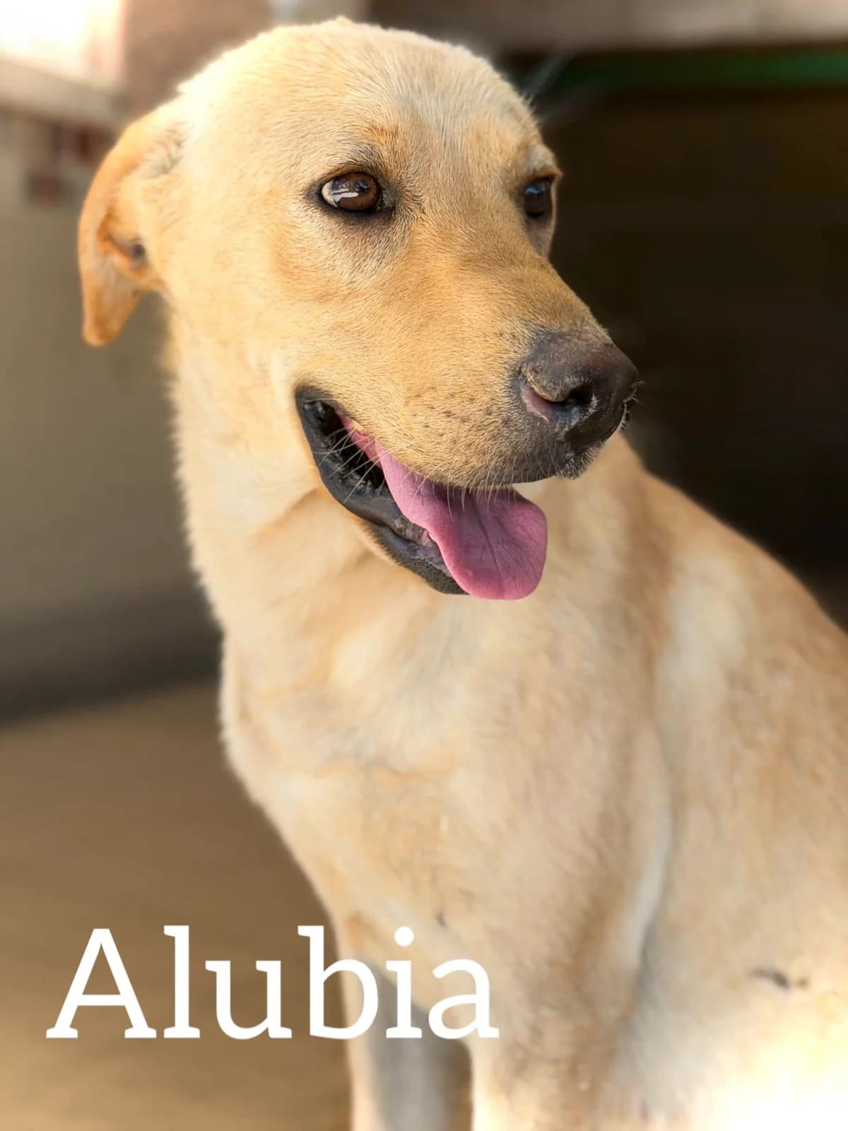 ALUBIA, female young Mixed Breed for adoption at DogHorseCity, Toledo