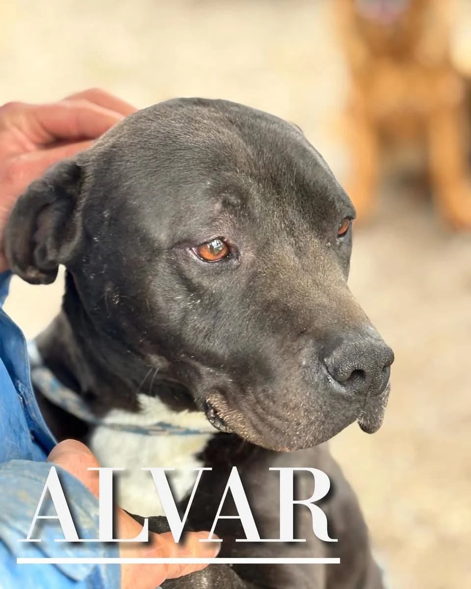 ÁLVAR, male 6yo Pit Bull Terrier for adoption at DogHorseCity, Toledo