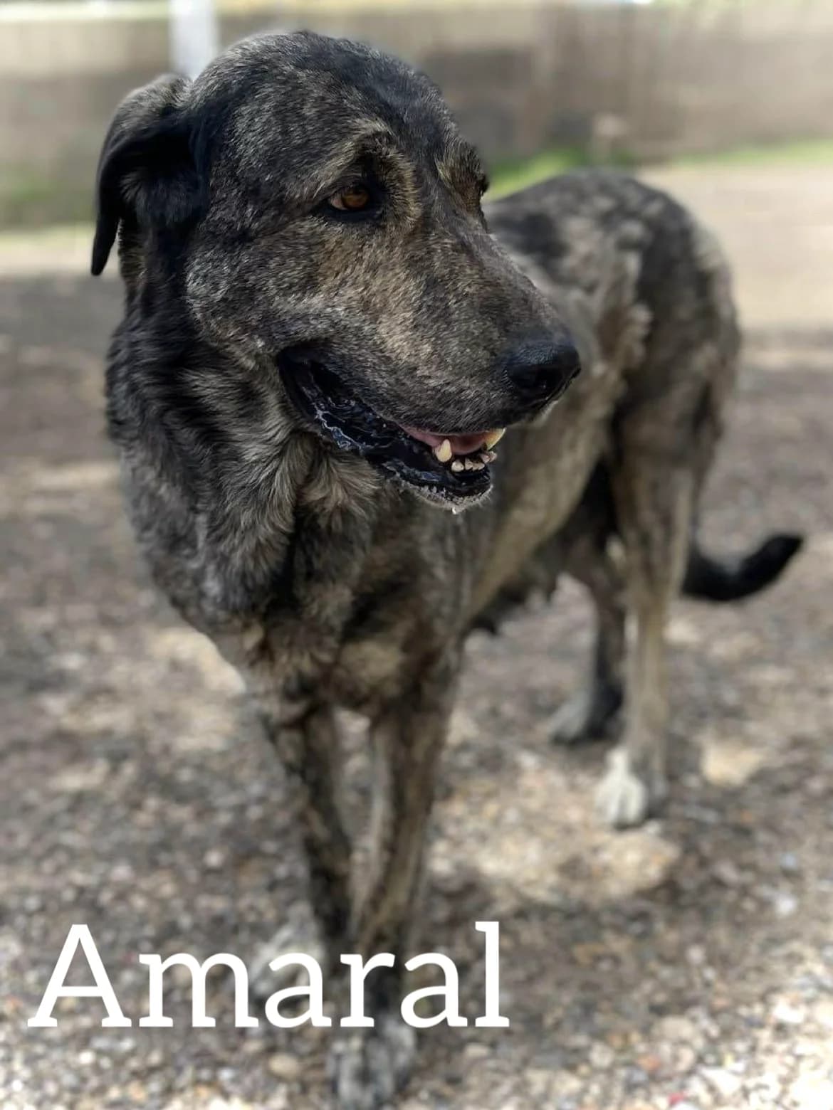 AMARAL, female 5yo Spanish Mastiff for adoption at DogHorseCity, Toledo