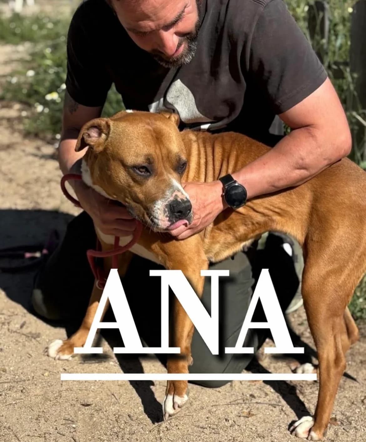ANA,  young American Staffordshire Terrier for adoption at DogHorseCity, Toledo