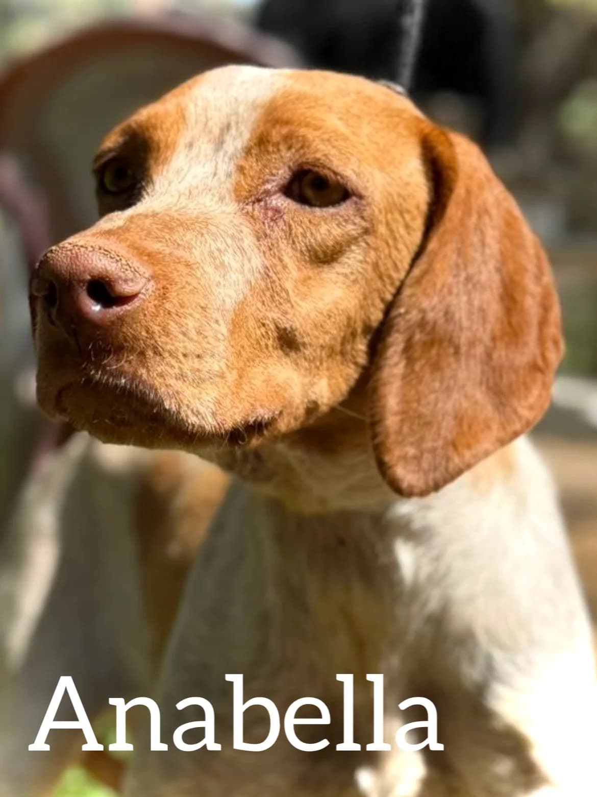 ANABELLA, female 3yo Pointer for adoption at DogHorseCity, Toledo