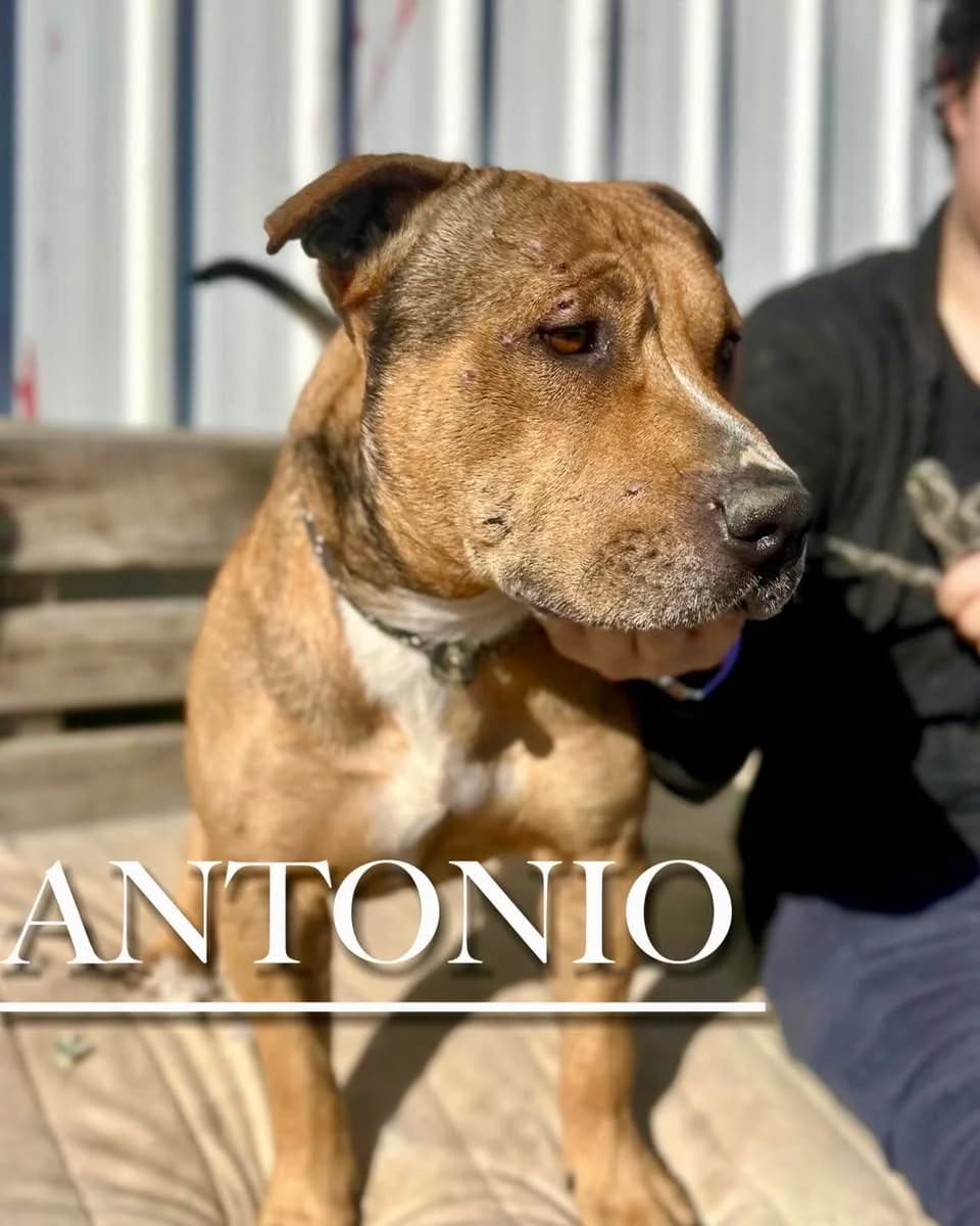 ANTONIO, male 4yo mixed breed for adoption at DogHorseCity, Toledo