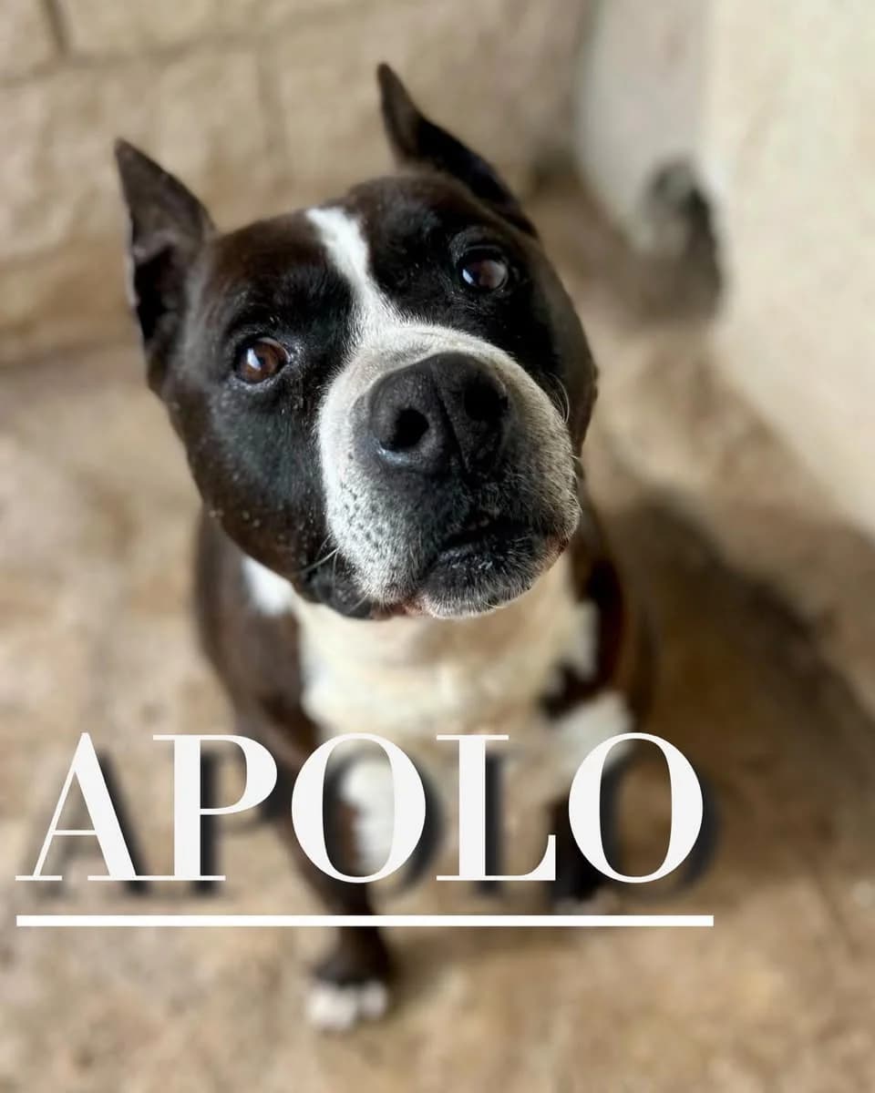 APOLO,  senior American Staffordshire Terrier for adoption at DogHorseCity, Toledo