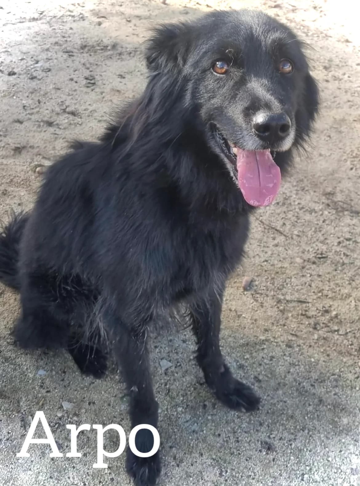 ARPO, male 5yo Mixed Breed for adoption at DogHorseCity, Toledo