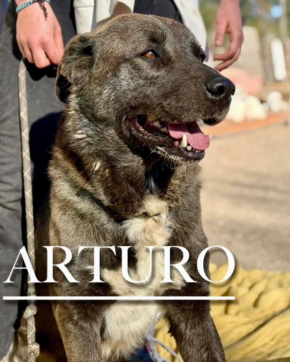 ARTURO, male 6yo Spanish Mastiff for adoption at DogHorseCity, Toledo