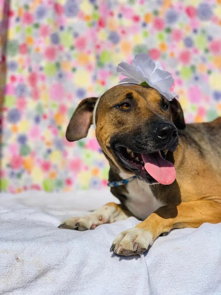 ARYA,  senior Pit Bull Terrier for adoption at DogHorseCity, Toledo