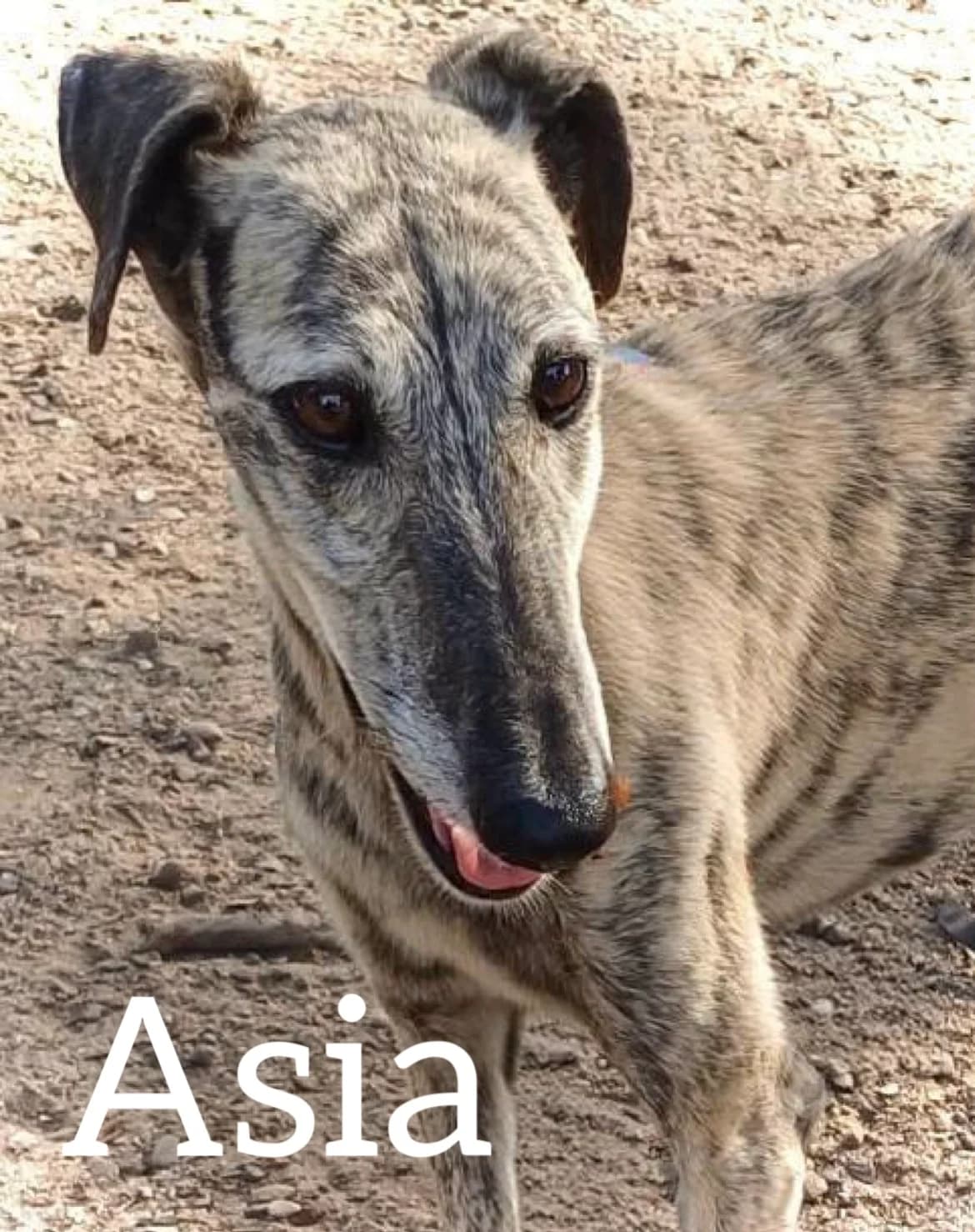 ASIA, female 3yo Galgo Español for adoption at DogHorseCity, Toledo