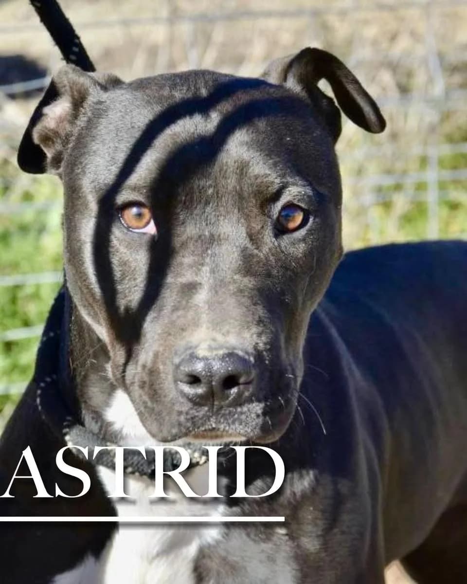ASTRID,  young Pit Bull Terrier for adoption at DogHorseCity, Toledo