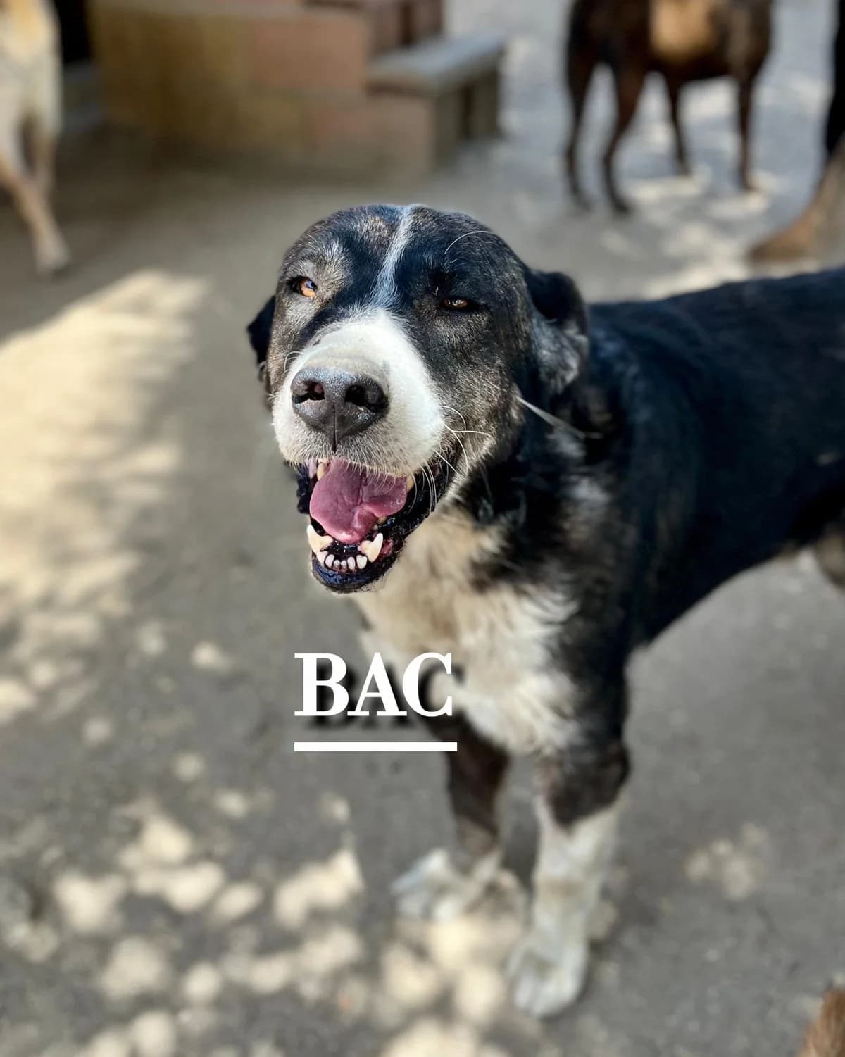 BAC,  7yo Spanish Mastiff for adoption at DogHorseCity, Toledo