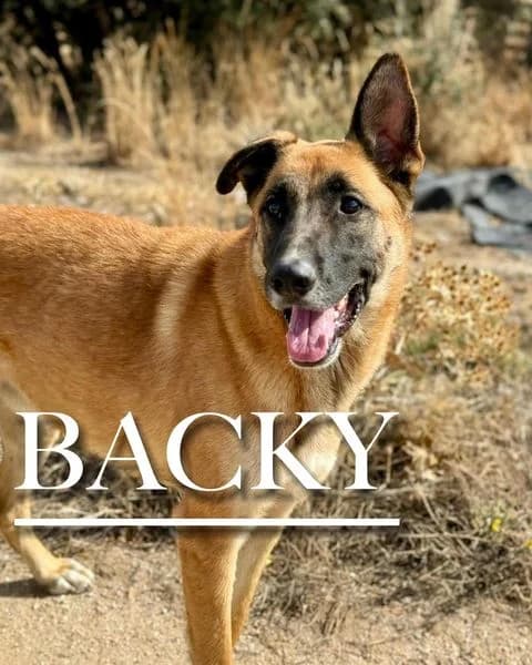 BACKY, male 6yo Belgian Malinois for adoption at DogHorseCity, Toledo