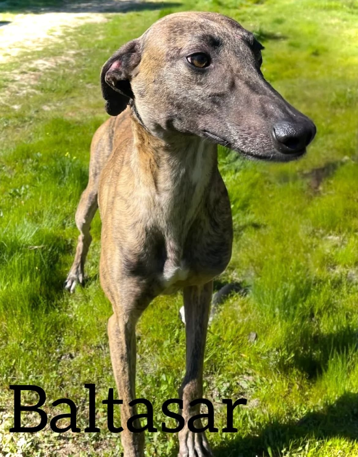 BALTASAR, male young Galgo Español for adoption at DogHorseCity, Toledo