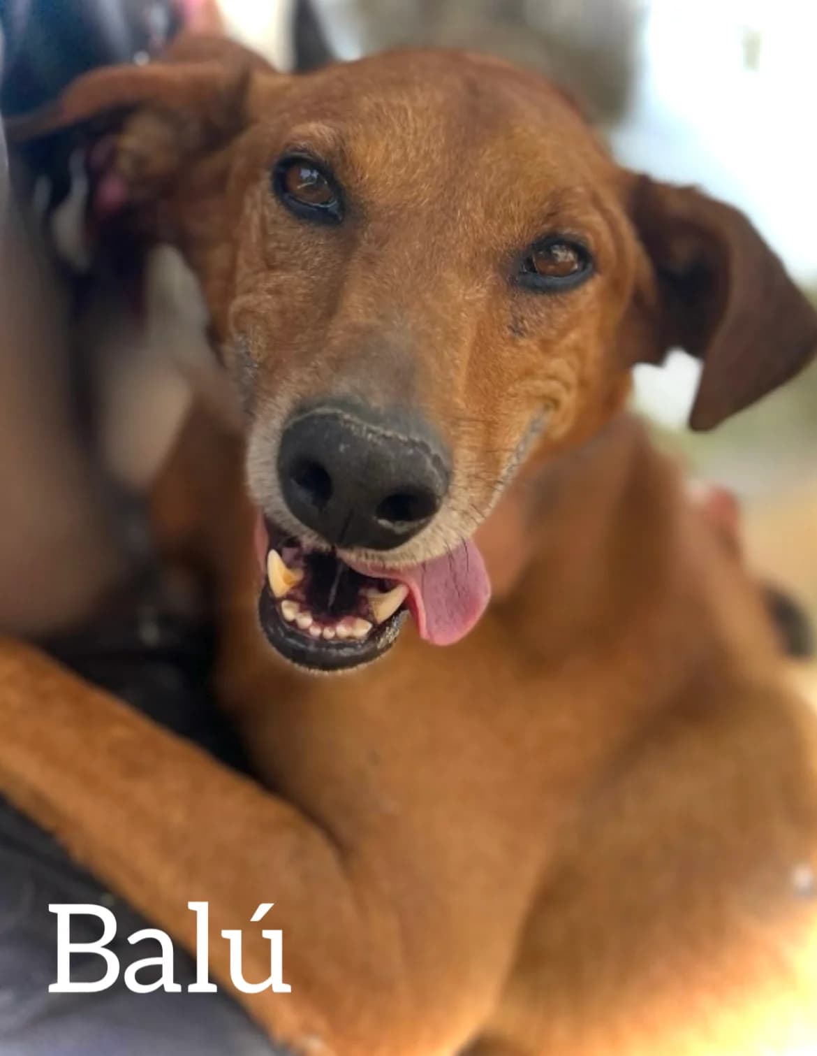 BALÚ, male 5yo Podenco for adoption at DogHorseCity, Toledo