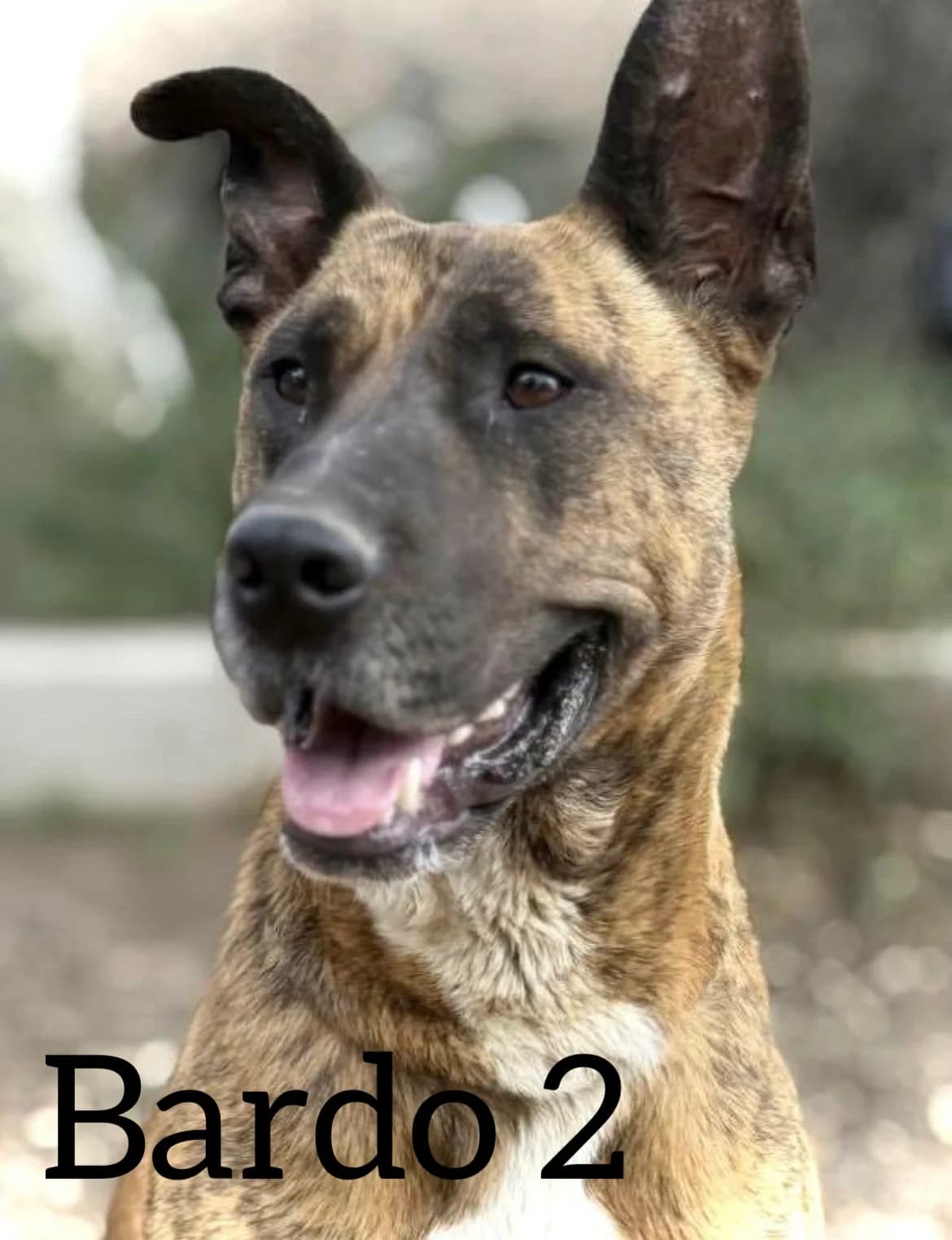 BARDO 2, male 3yo Mixed Breed for adoption at DogHorseCity, Toledo