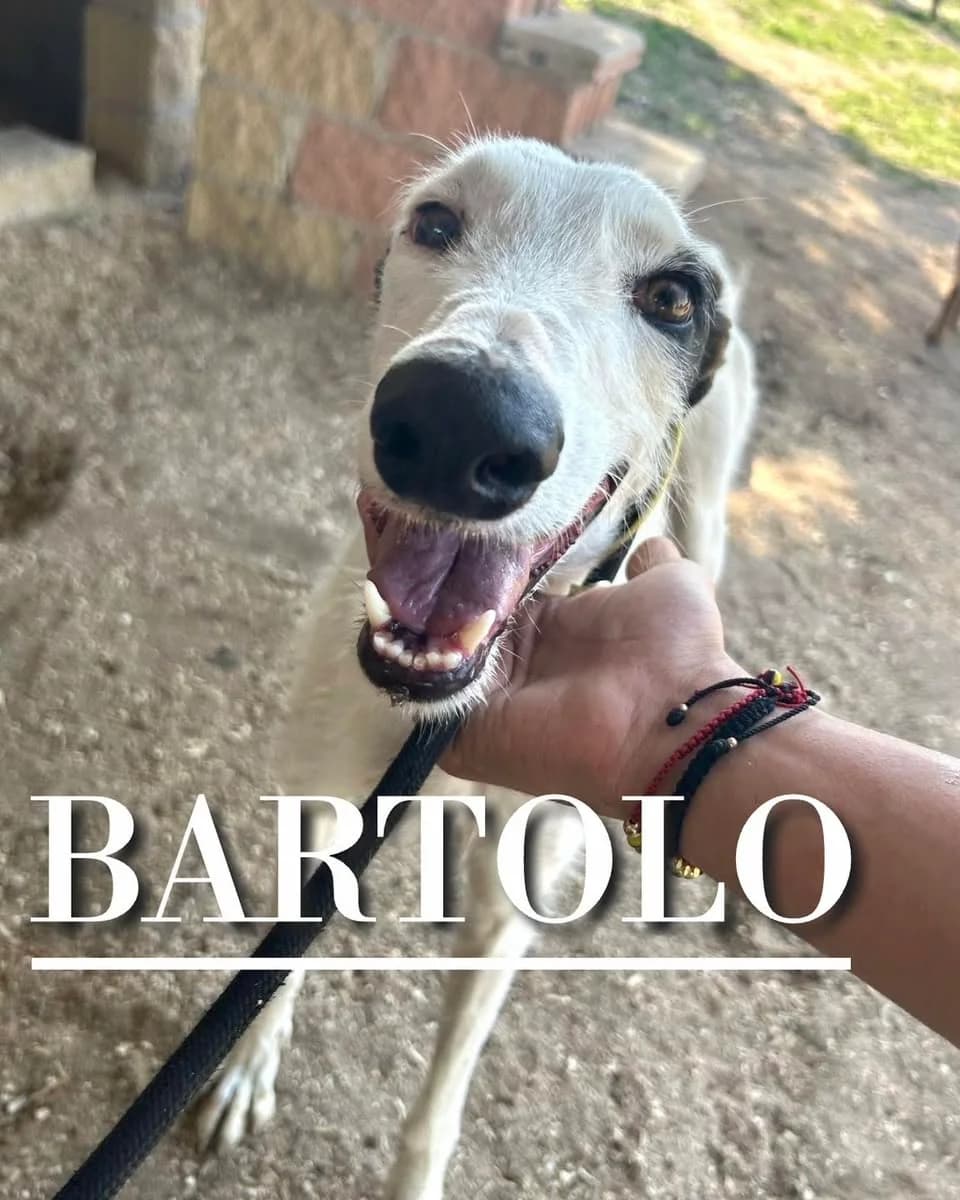 BARTOLO,  5yo Galgo Español for adoption at DogHorseCity, Toledo