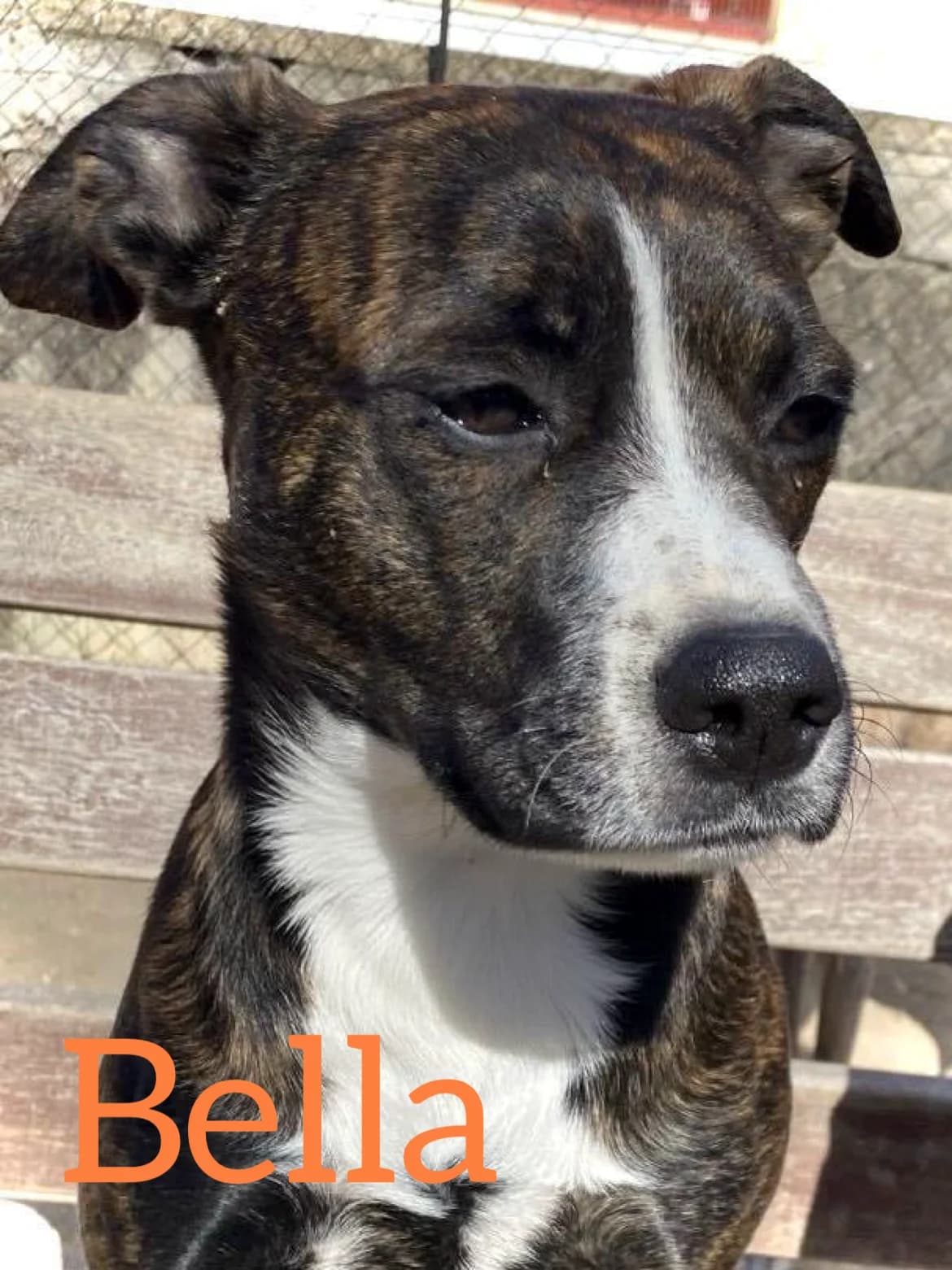 BELLA, female 5yo Mixed Breed for adoption at DogHorseCity, Toledo