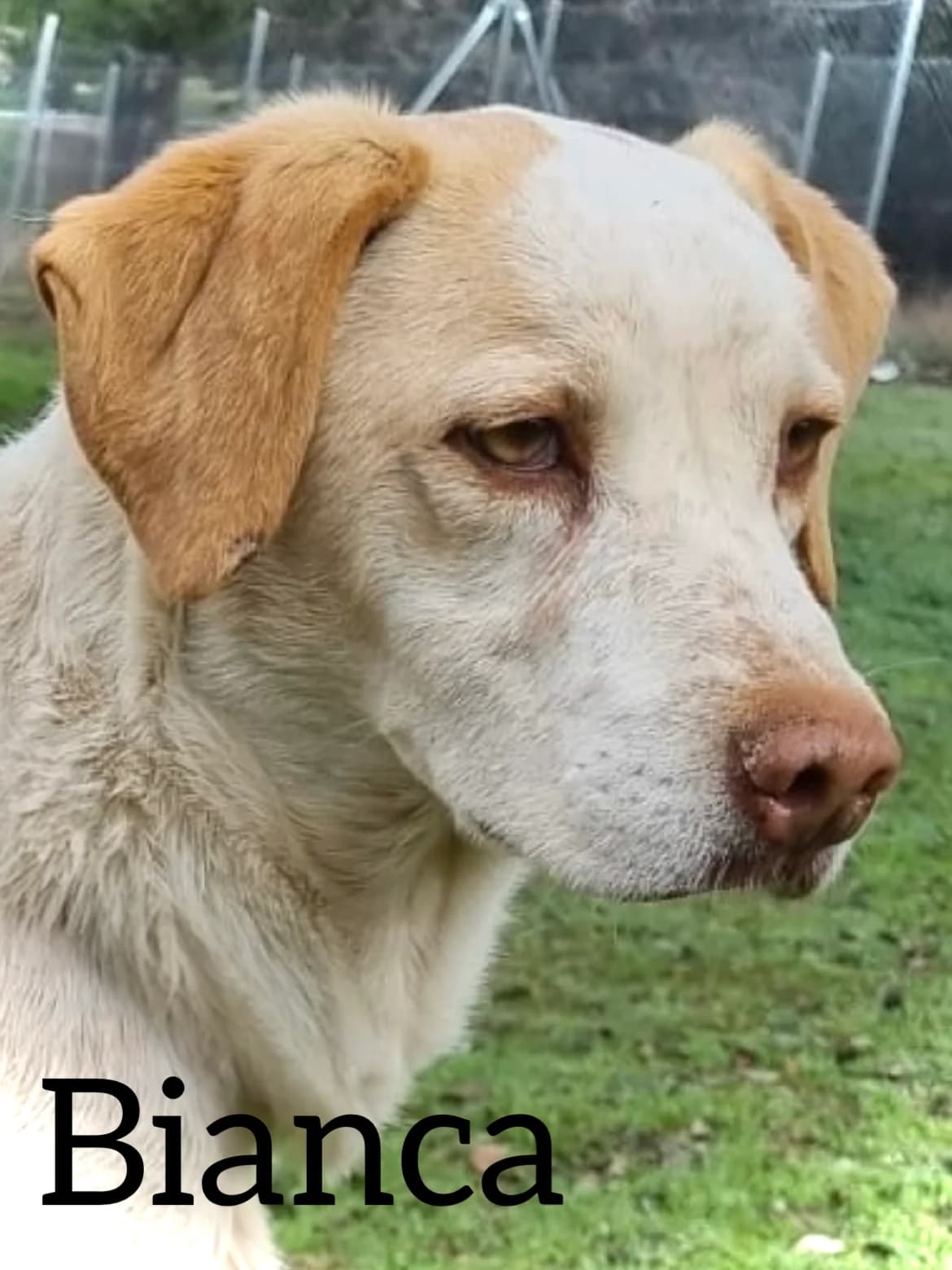 BIANCA, female senior Mixed Breed for adoption at DogHorseCity, Toledo