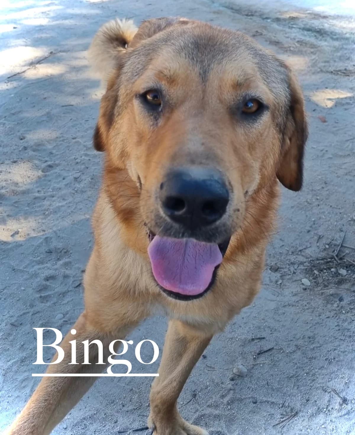 BINGO, male young Spanish Mastiff for adoption at DogHorseCity, Toledo