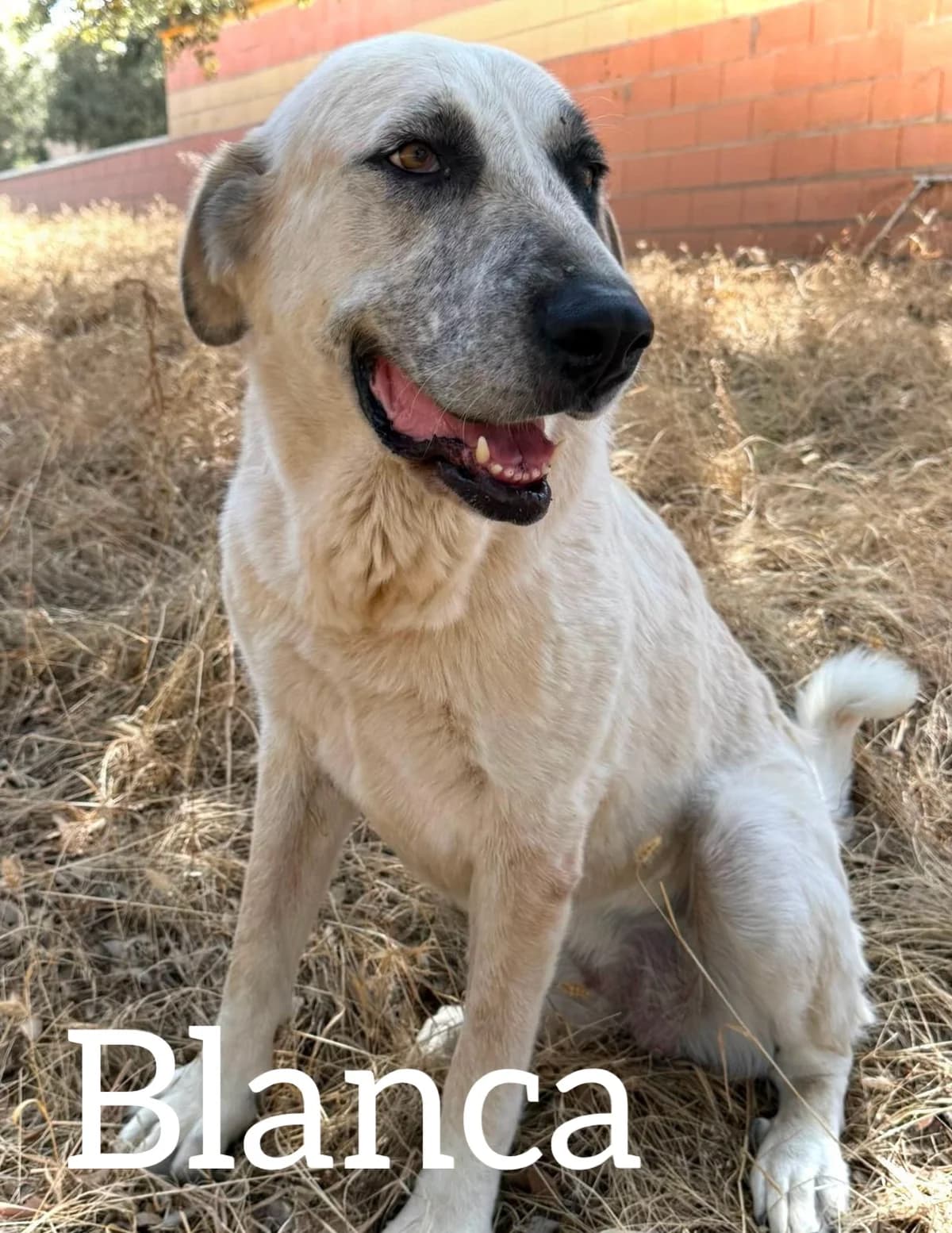BLANCA, female 5yo Spanish Mastiff for adoption at DogHorseCity, Toledo