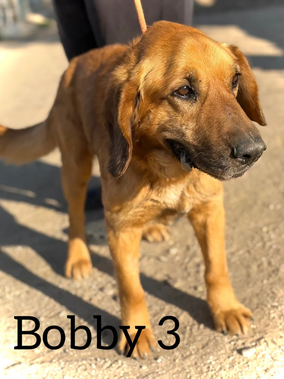 BOBBY 3, male senior Basset Hound for adoption at DogHorseCity, Toledo