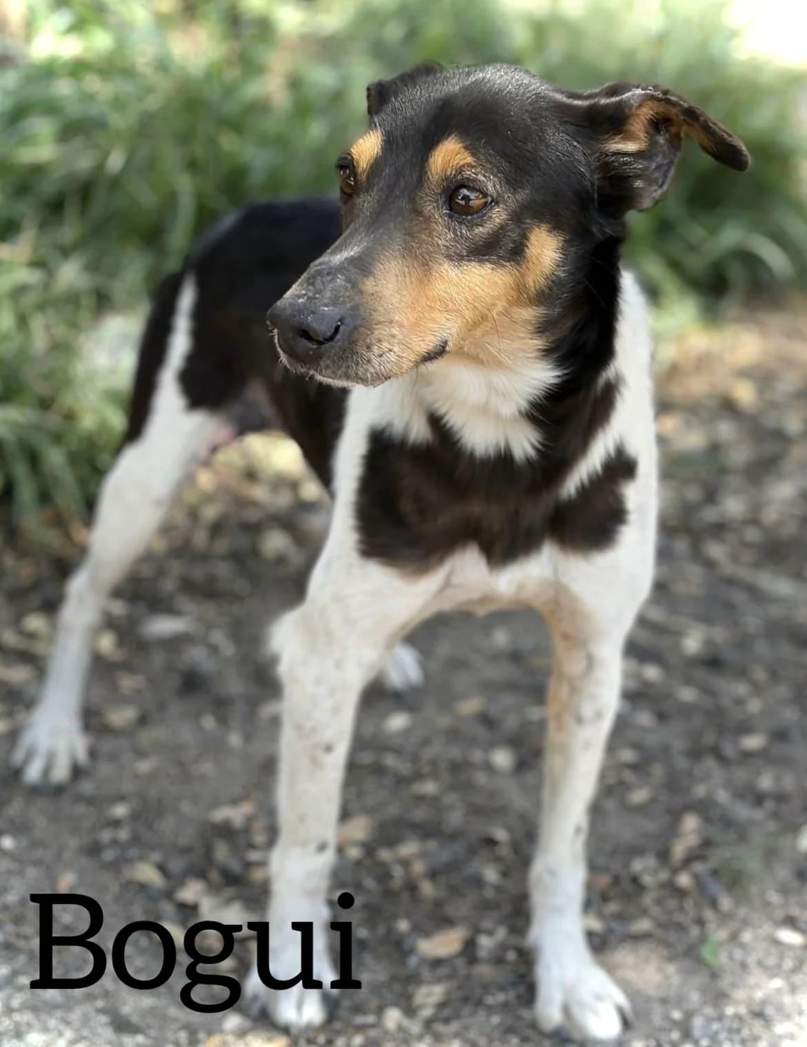 BOGUI, male 5yo mixed breed for adoption at DogHorseCity, Toledo
