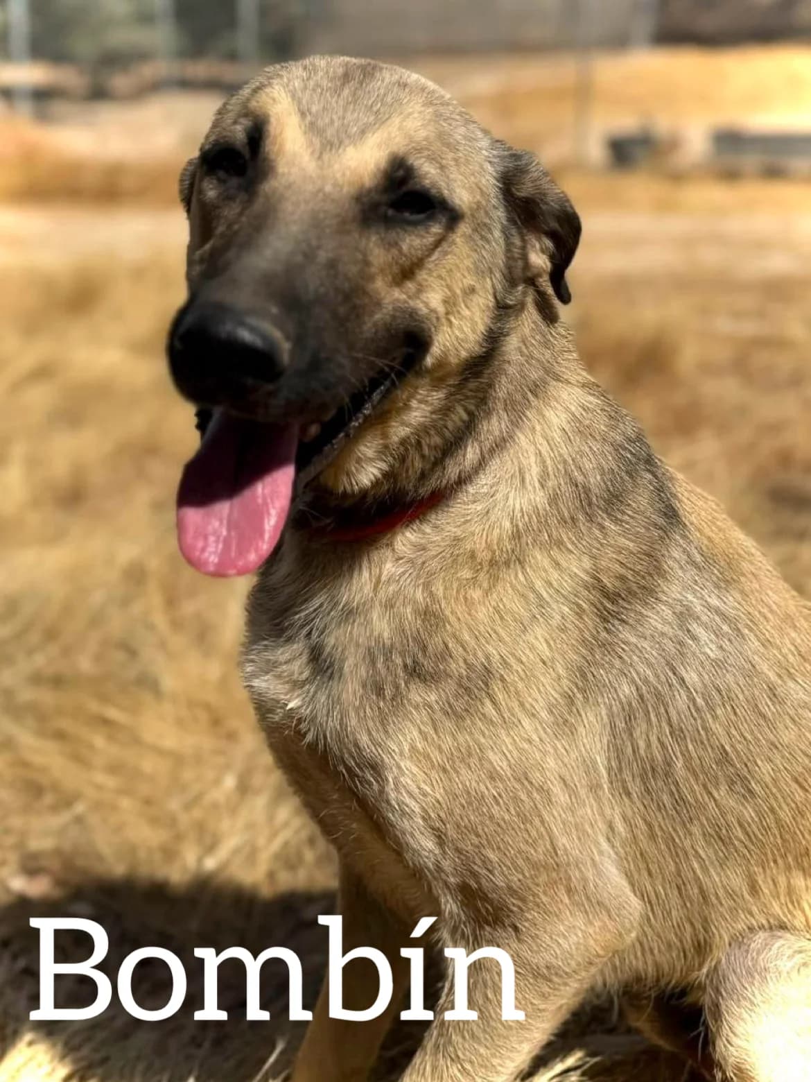 BOMBIN, male young mixed breed for adoption at DogHorseCity, Toledo