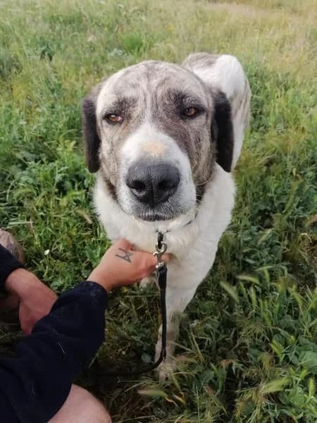BON (Vaya Huellas),  7yo mixed breed for adoption at DogHorseCity, Toledo