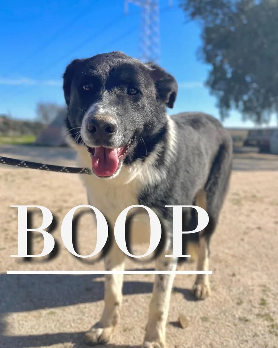 BOOP, male 3yo Mixed Breed for adoption at DogHorseCity, Toledo