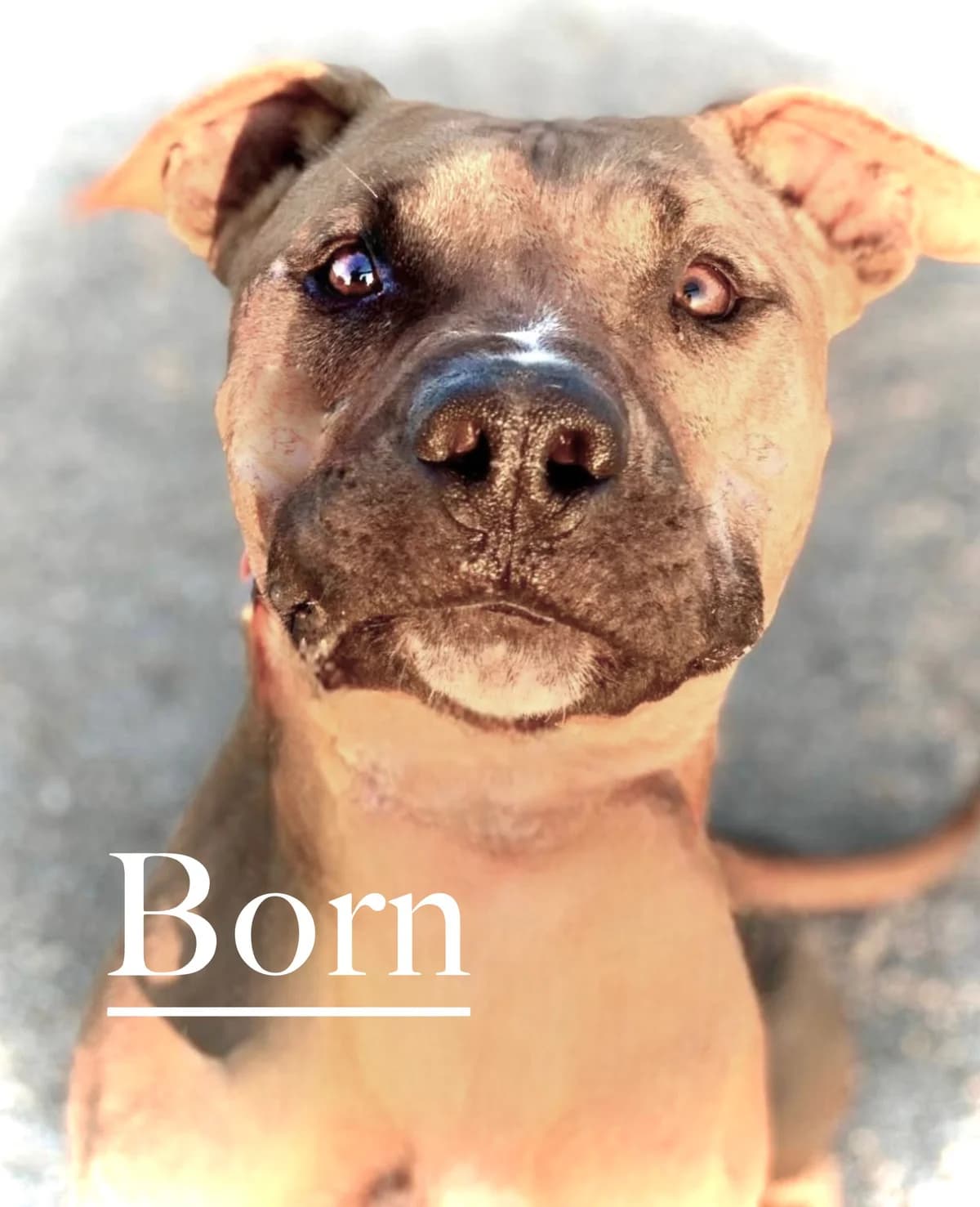 BORN, male senior Mixed Breed for adoption at DogHorseCity, Toledo