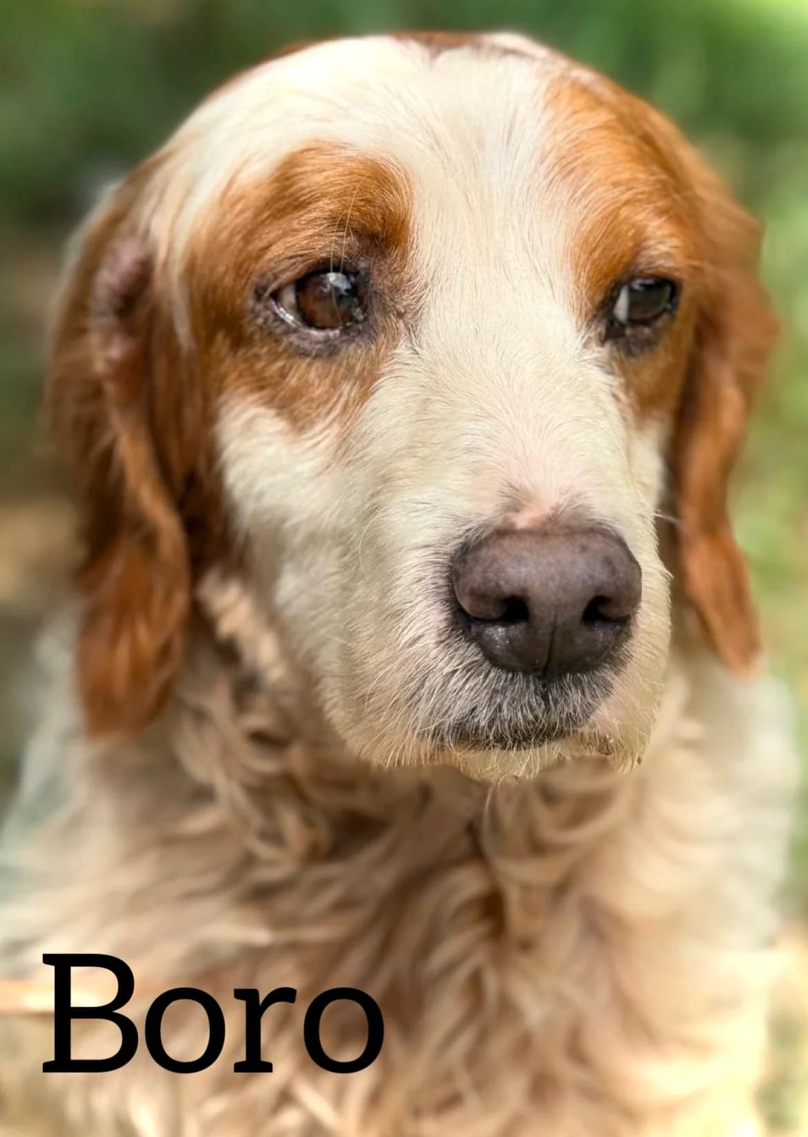 BORO, male senior Brittany Spaniel for adoption at DogHorseCity, Toledo