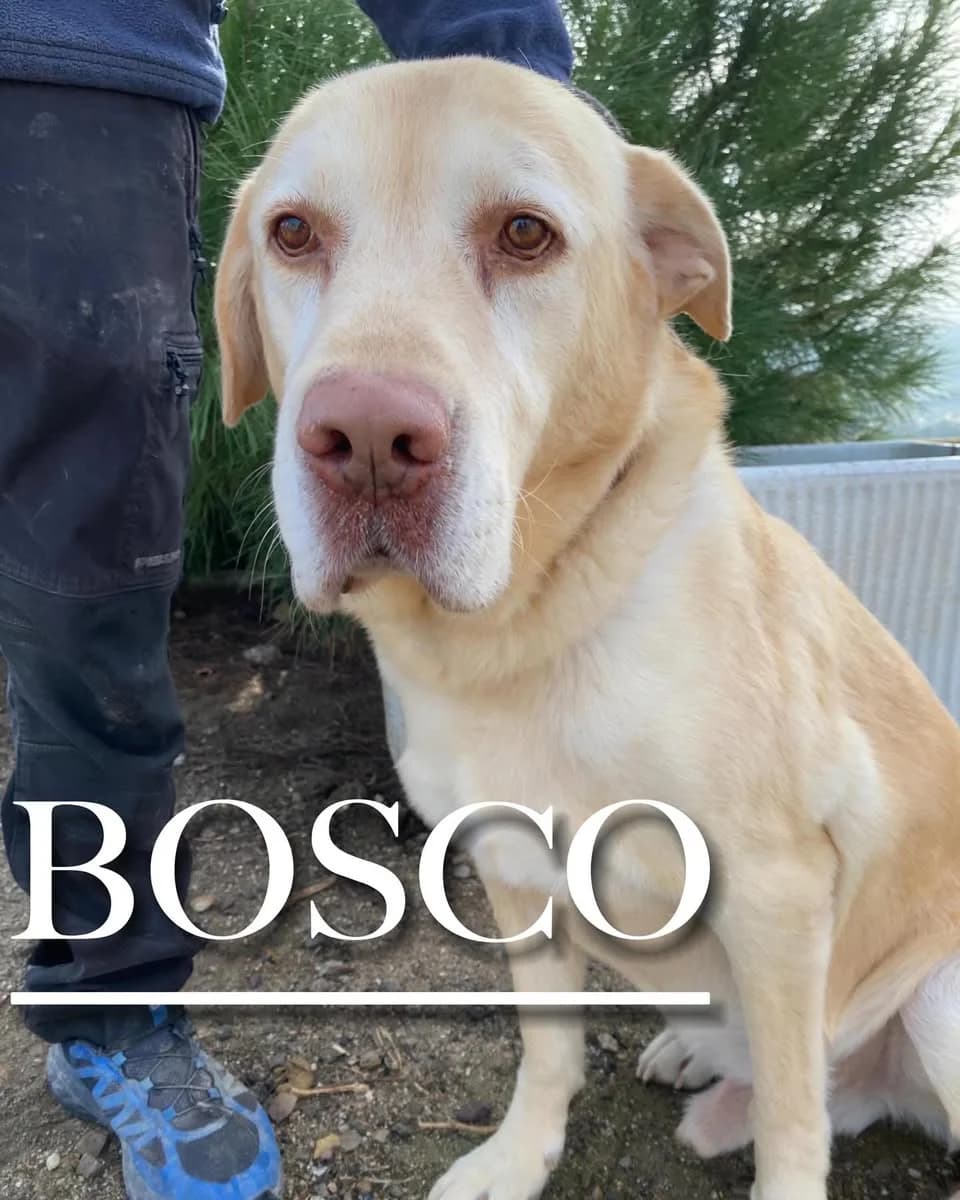 BOSCO, male senior Labrador Retriever for adoption at DogHorseCity, Toledo