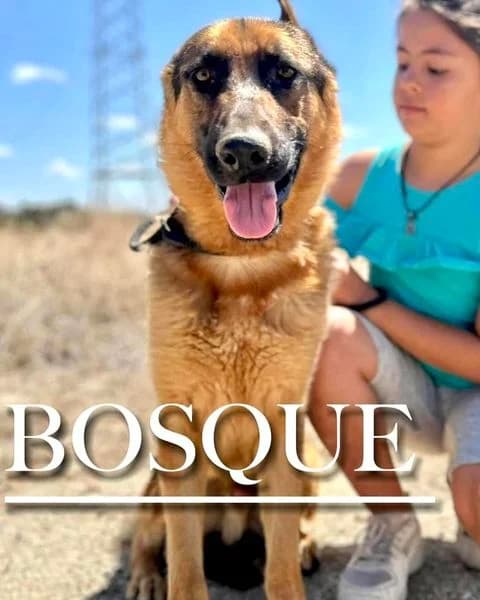 BOSQUE, male 3yo German Shepherd for adoption at DogHorseCity, Toledo