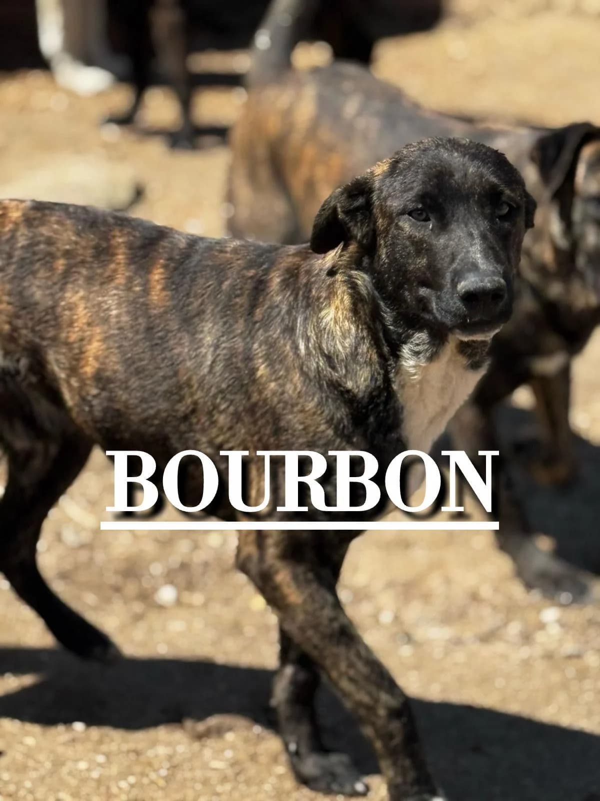 BOURBON,  3yo Mixed Breed for adoption at DogHorseCity, Toledo
