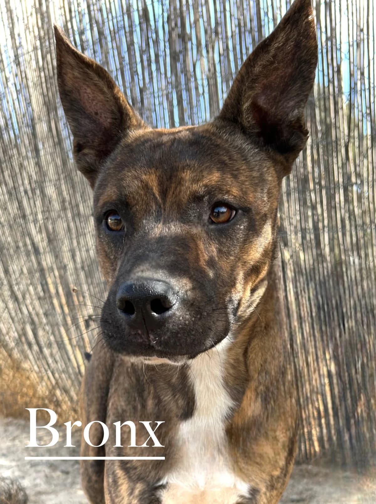 BRONX, male 3yo Pit Bull Terrier for adoption at DogHorseCity, Toledo