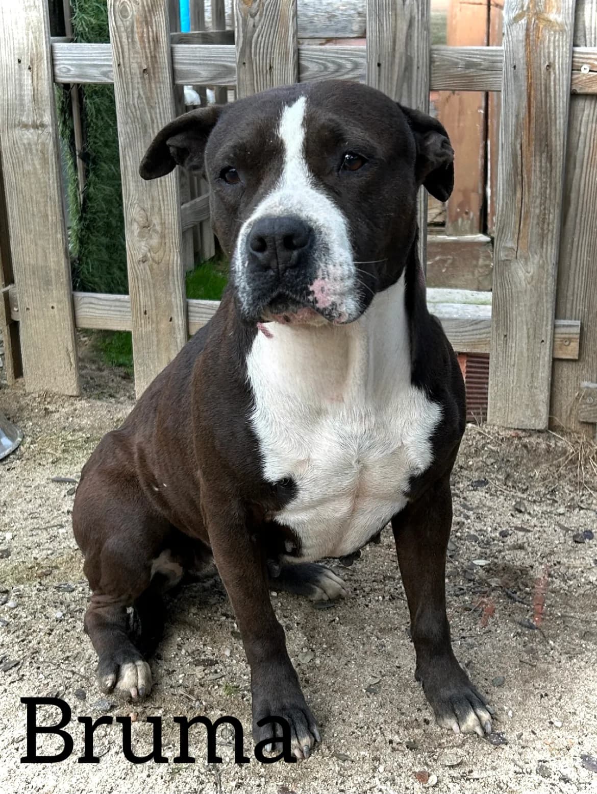 BRUMA, female 6yo American Bully for adoption at DogHorseCity, Toledo