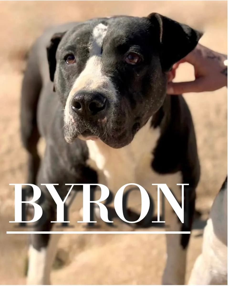 BYRON (Vaya Huellas),  senior Pit Bull Terrier for adoption at DogHorseCity, Toledo