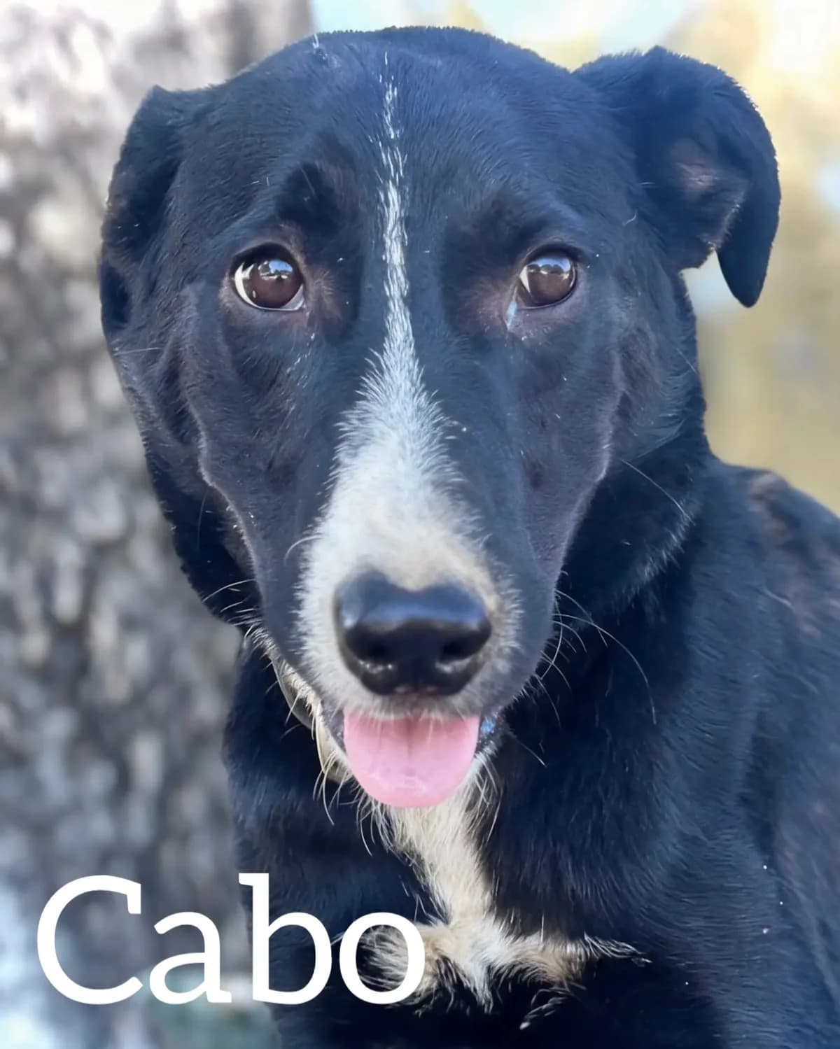 CABO, male young Mixed Breed for adoption at DogHorseCity, Toledo
